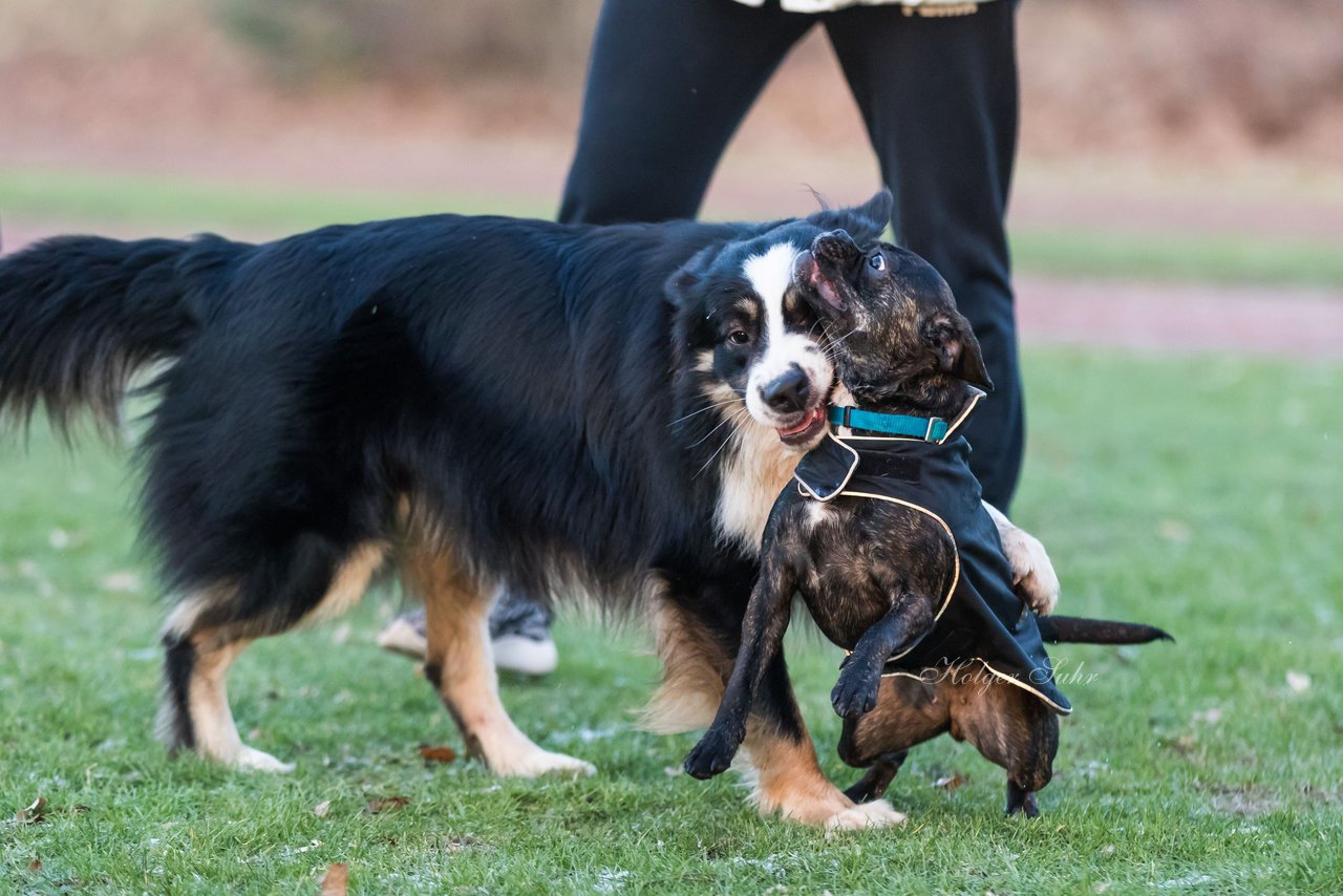 Bild 76 - Hundeshooting